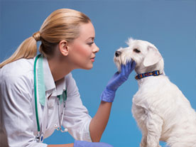 Successful deployment of FForce in Indian pet care industry